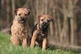 BORDER TERRIER 132